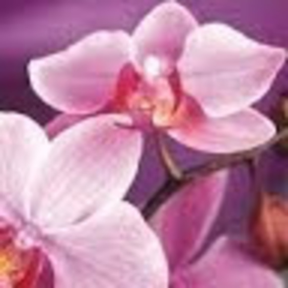 Meet your Posher, Camille - Picture 1 of 1